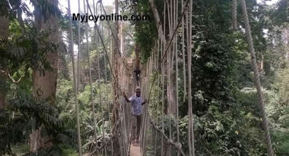 Bunso Arboretum canopy walkway commences operations