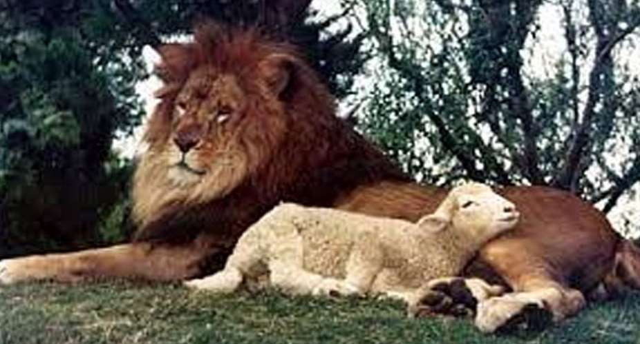 sheep and lion
