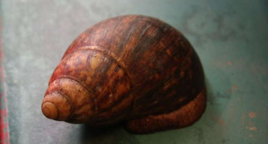 A WOMAN DELIVERED A SNAIL.