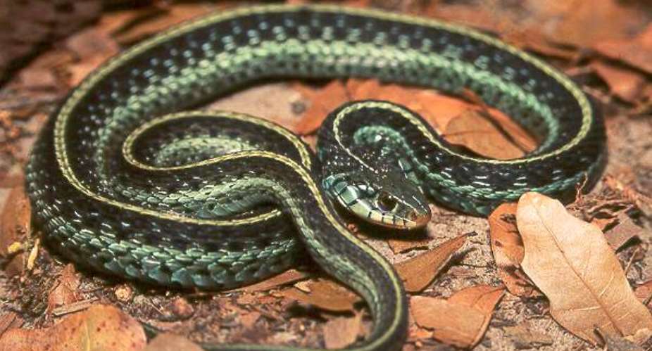 Snake scatters worshippers, bits Choir master Pastor