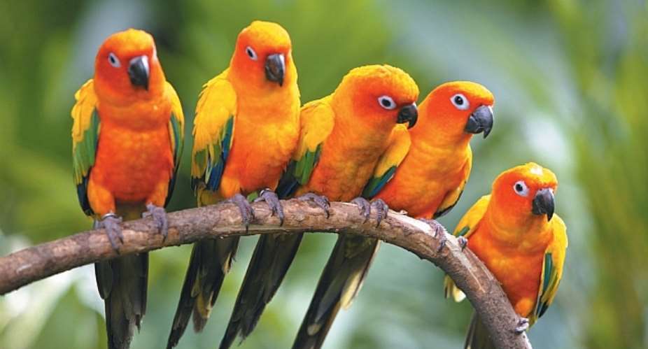Encourage Conservation Of Birds And Help Build A More Inclusive Earth