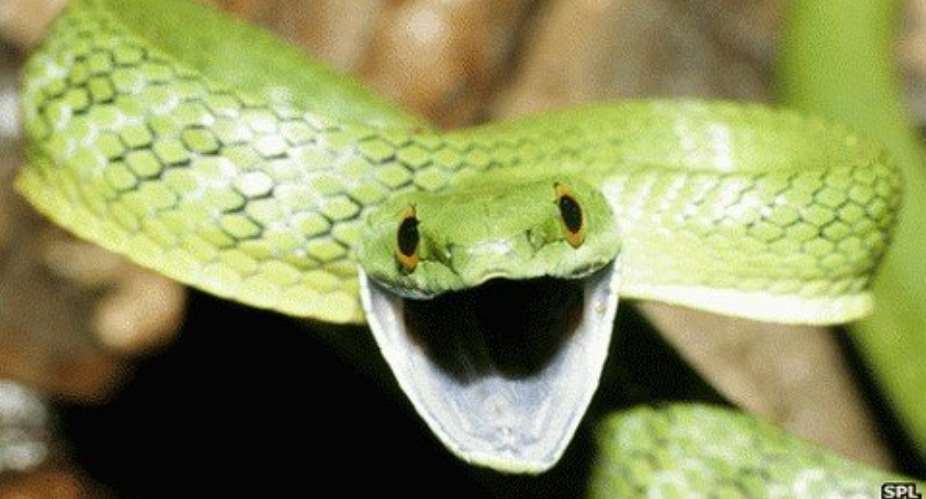 Thief stuffs snake in pants at pet store