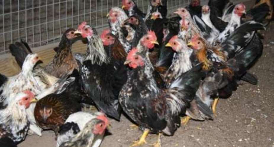 FAO calls for 20 million dollars to prevent avian flu in West Africa