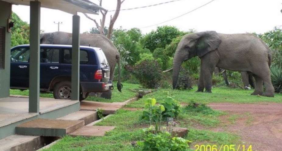 Honeymoon at Mole National Park