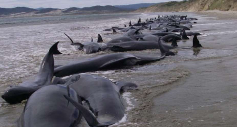 Jubilee Field, ‘ten Project’ & The Dying Whales