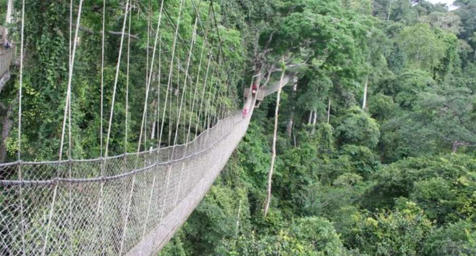 The Collapse Of The Bunso Canopy Walkway: The Cost Of Whitewash And Window Dressing