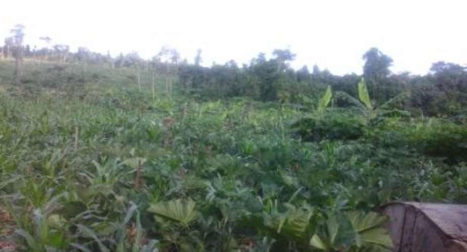 Crop Varieties Licensing A Tool To Develop Agriculture—USAID