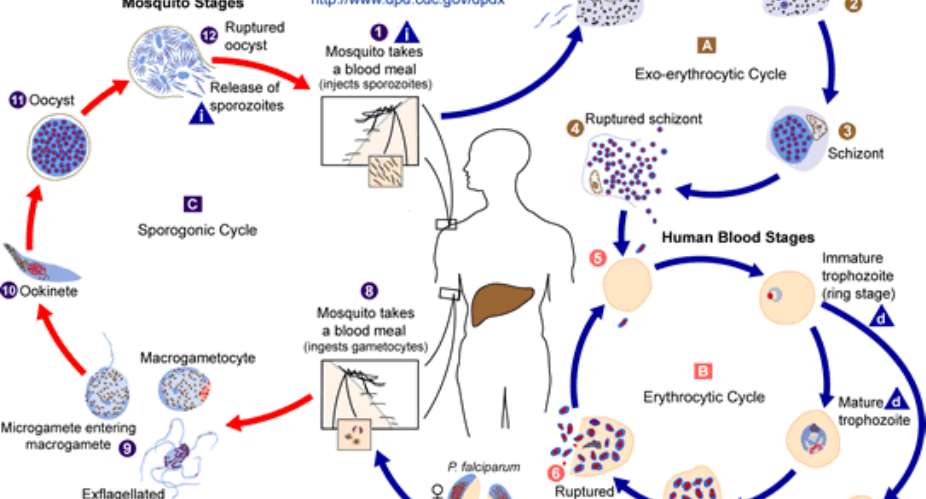 CDC illustration of the life cycles of malaria parasites, Plasmodium spp. SOURCE: CDC