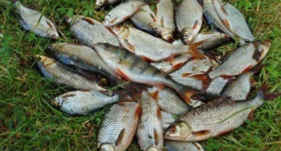 Fishermen pledged not to sell unwholesome fish