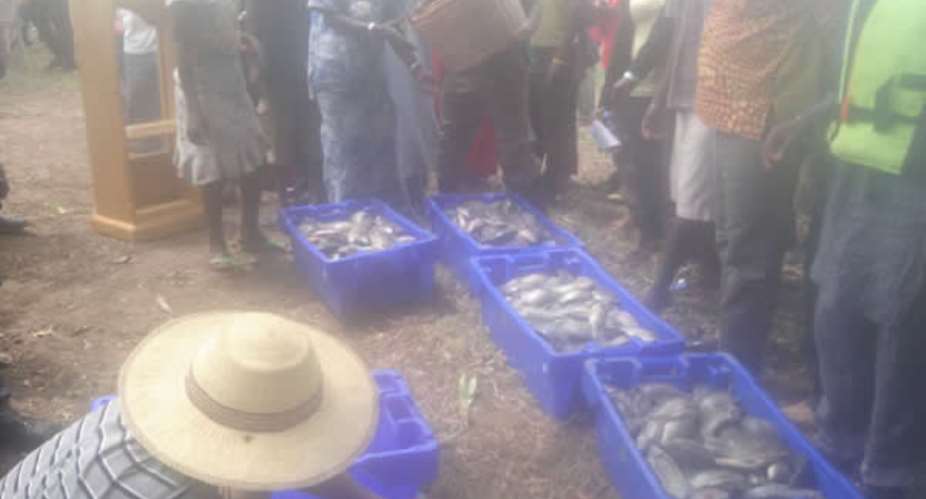 Baleofiiri Community harvest first cage fish farm