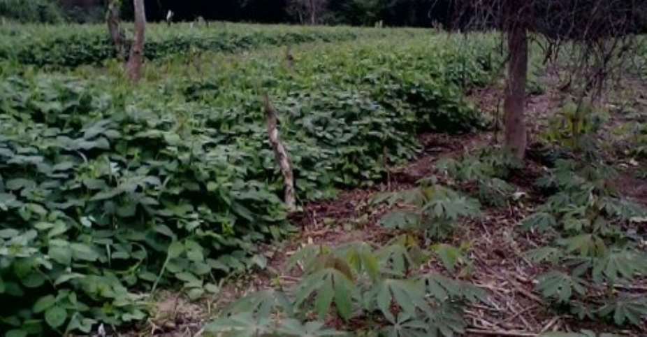 New intercropping technology for Ghanaian farmers