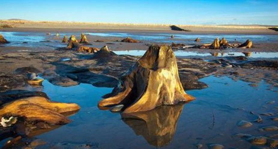 A submerged forest is visible at low tide along the beach at Borth, a coastal village north of Aberystwyth. (Walescoastpath.gov)