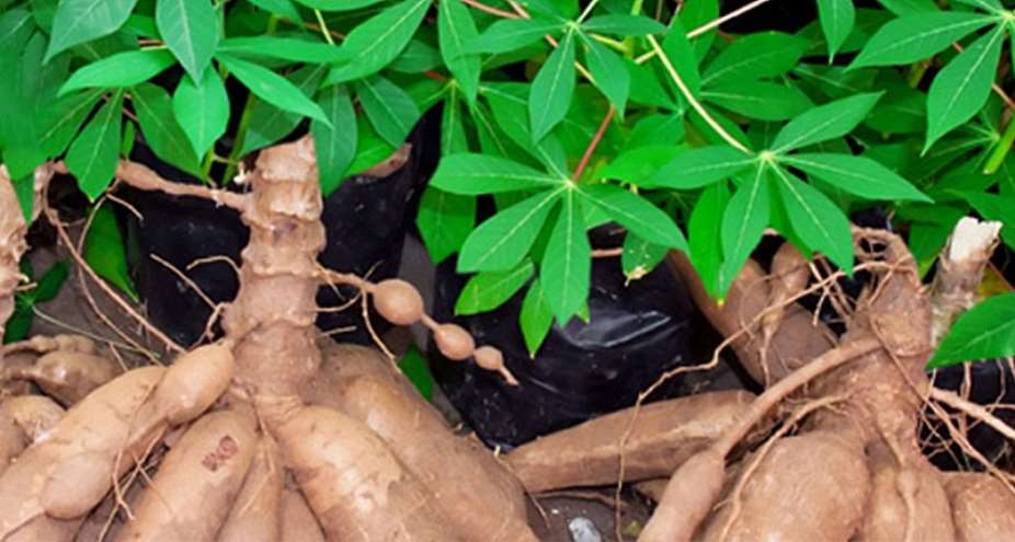 Cassava prices drop again in June
