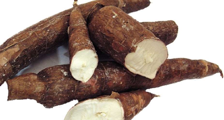 Farmers Commend IITA For Improved Cassava Varieties
