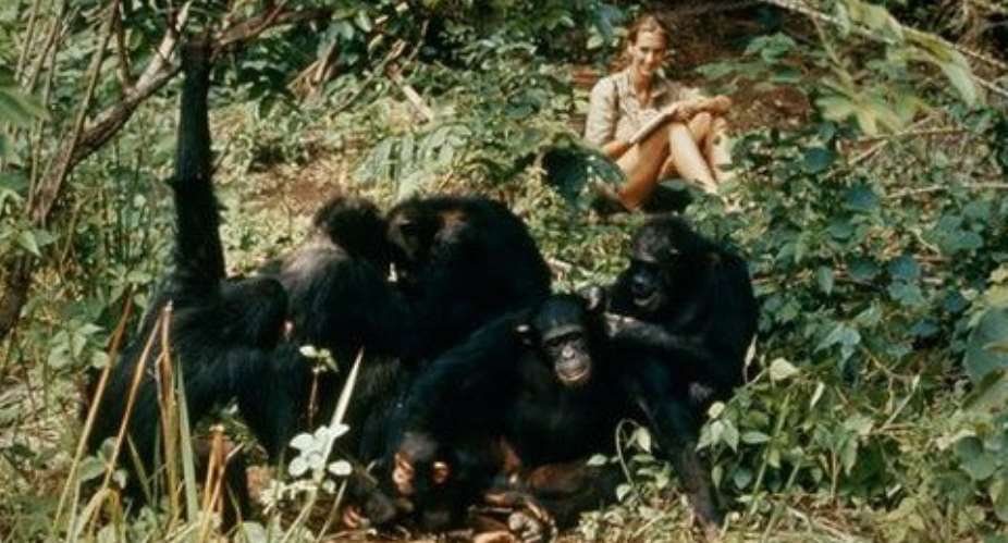 Scientist Jane Goodall in a behavioural observation
