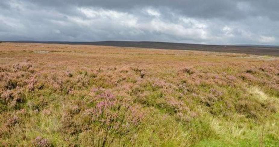The North York Moors is the largest continuous area of heather moorland in England. Richard Sowersby  BBC