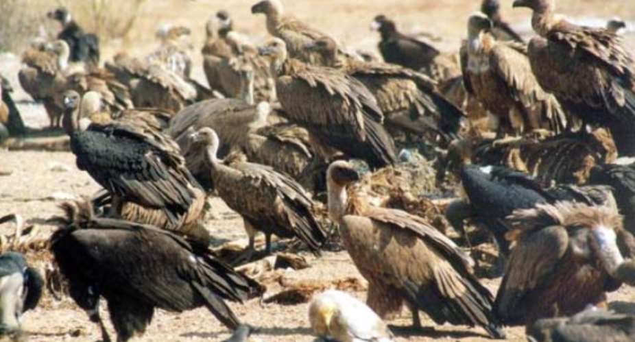 The gloomy side of vulture captive breeding