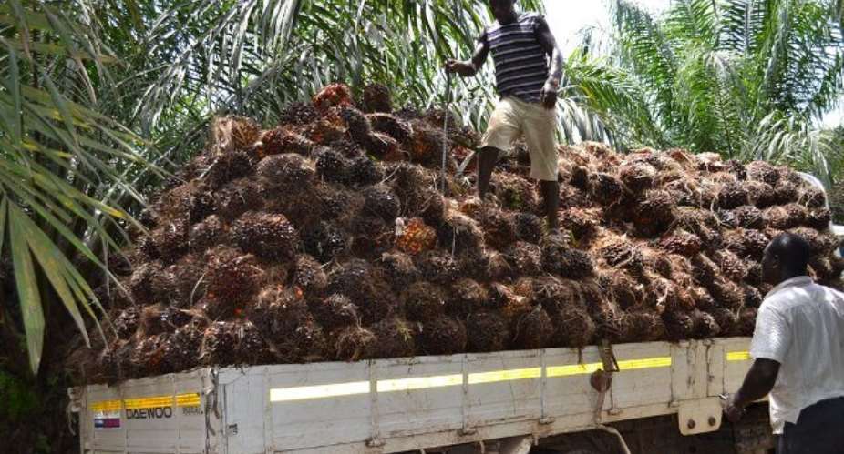 Oil palm farmers laud Solidaridad's support