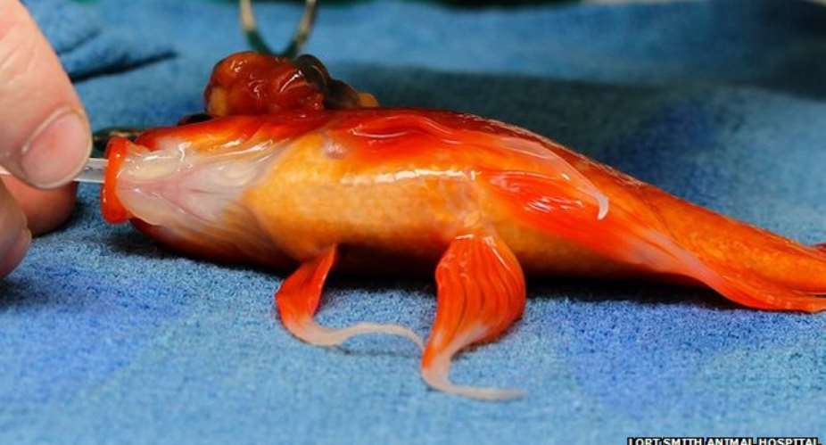 Goldfish recovering after 'high-risk' tumour removal