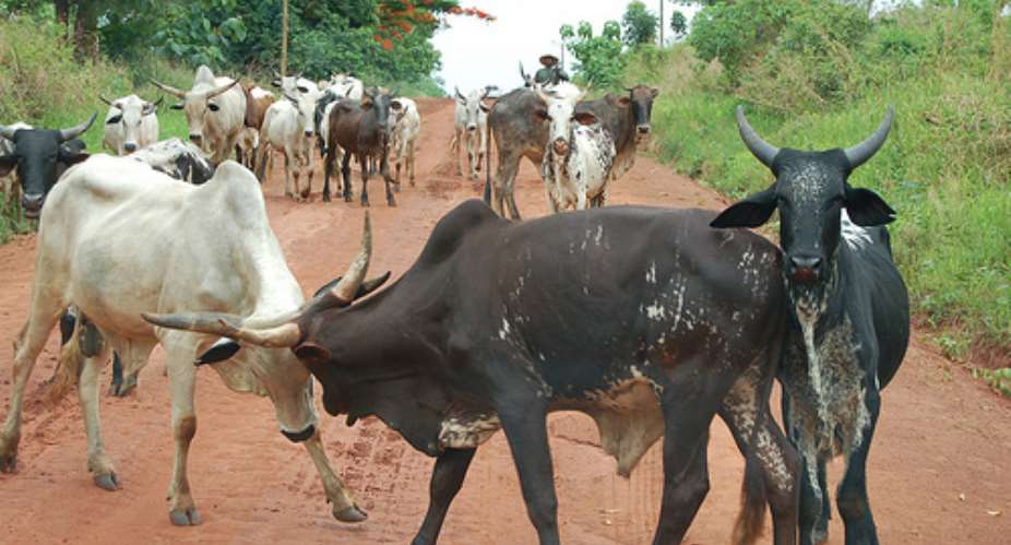 Cattle pix