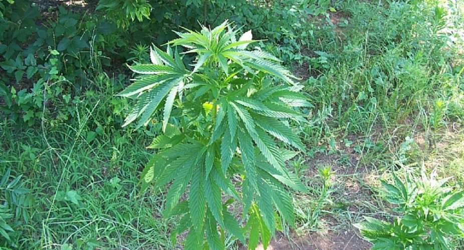 The Perils Of Marijuana Legalization In Ghana