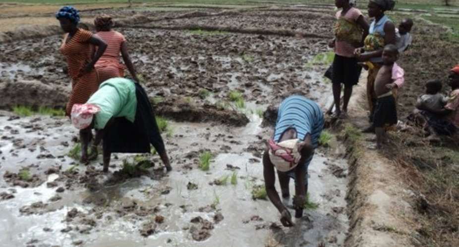 Rice farmers in Volta Region call for help