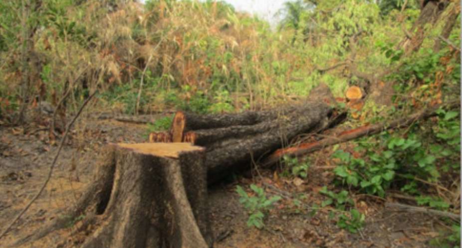 ‘Operation Halt’ Chainsaw in Northern Ghana