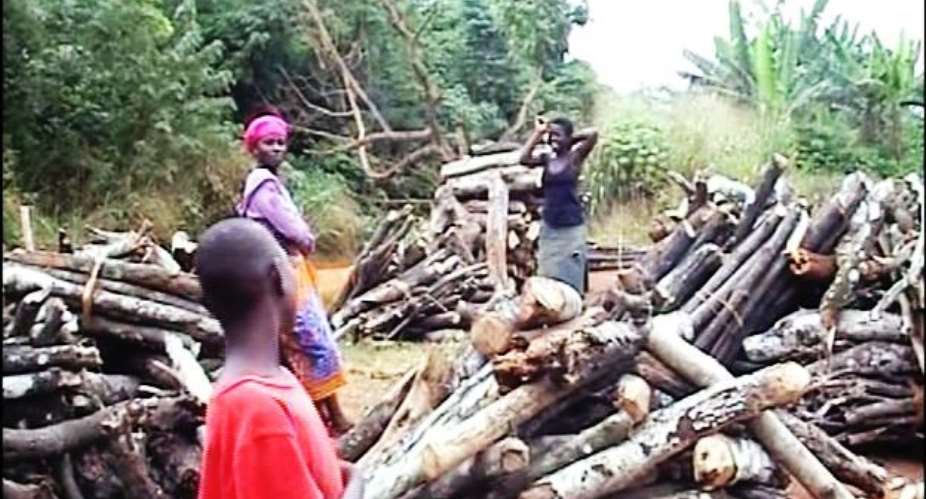 Firewood Business - A Rapid Contributor to Climate Change