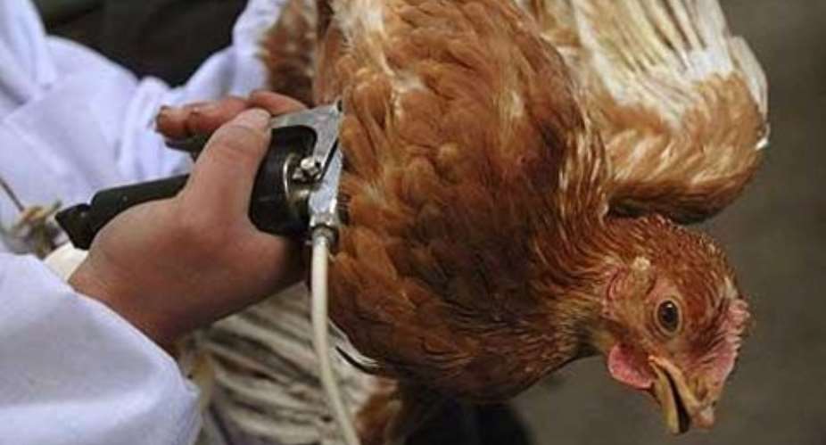 Obuasi: 3,000 birds killed in bird flu outbreak