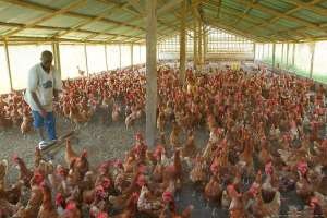 Poultry Industry Players To Revive The Sector