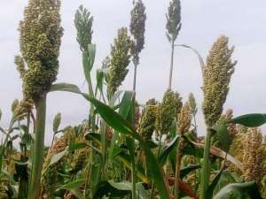 Get Involved In Millet Farming; It Is Lucrative