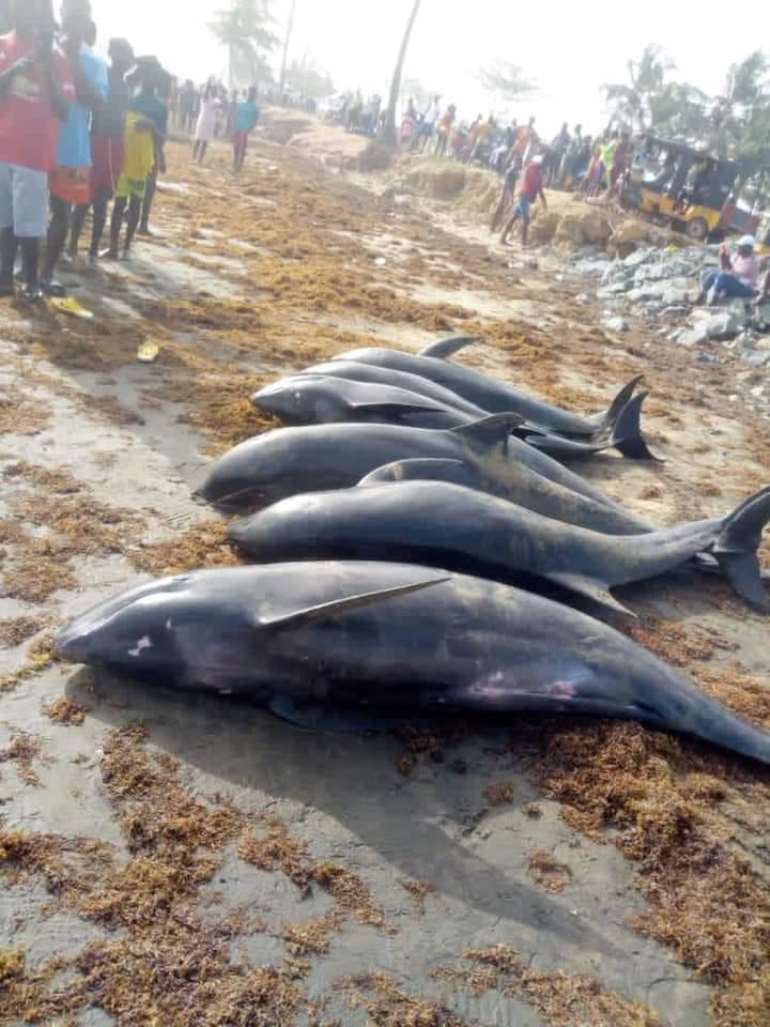45202190603-vbqduhgtsn-axim-dolphins-6