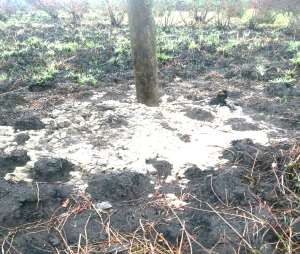 428202064852-8cs1wjivup-tree