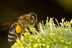 63202153218-1i841p5cbv-bee-insects
