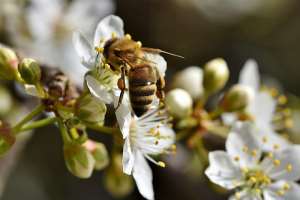 63202153218-23041q5ddx-bee-insectss