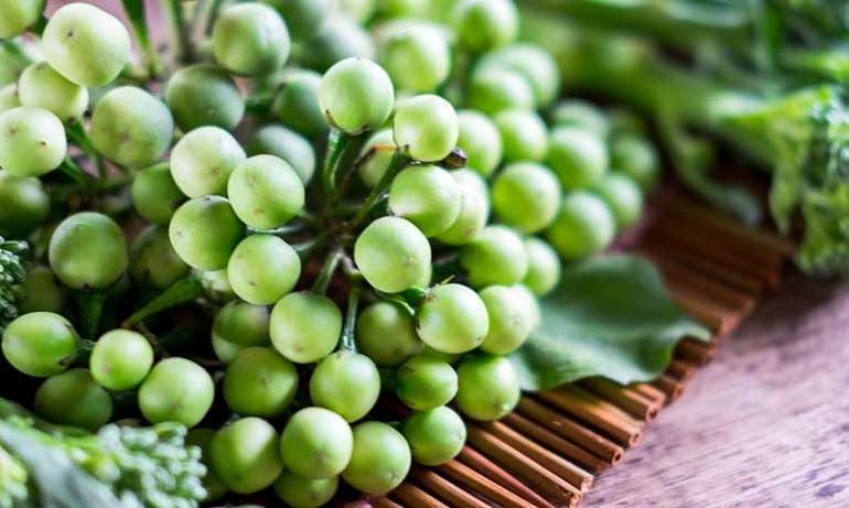 Health Alert: 12 Benefits of Turkey Berries ('Kwahu Nsusua ...