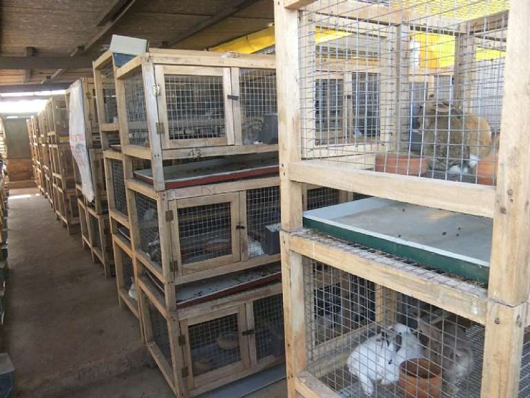 The Business Of Commercial Rabbit Production In Ghana