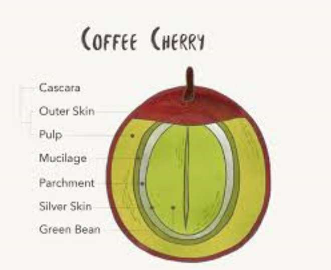  Analysis of coffee cherries 