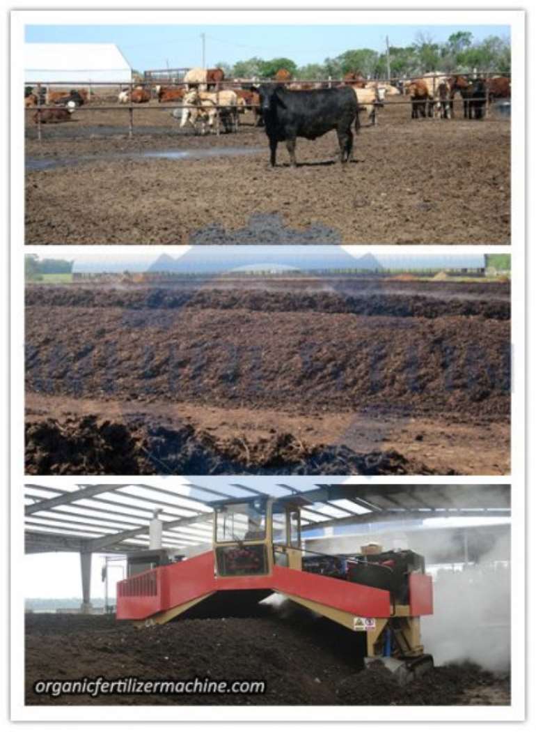 How to Make Cow Dung Fertilizer