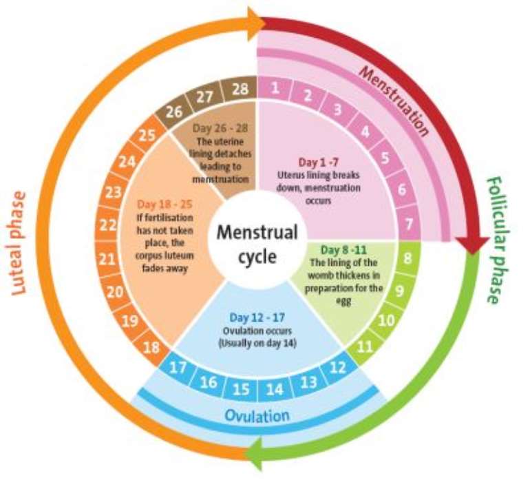 So Uhmwhat The Frick Really Goes Down In Our 28 Day Menstrual Cycle 4345