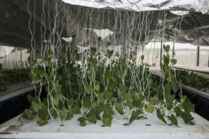 Tens of thousands of yam plants grow without soil, suspended in water in special greenhouses.  By STEFAN HEUNIS (AFP)