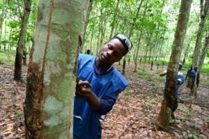 Tens of thousands of people work in Ivory Coast's rubber industry. By ISSOUF SANOGO (AFP)