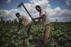 Technicians from the Catholic NGO Caritas helped farmers tend crops in a new start after the cyclone. By MARCO LONGARI (AFP/File)