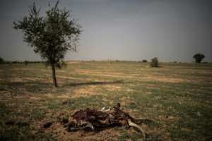 The carcass of a cow lies on the trail leading to Bermo. By Marco LONGARI (AFP)