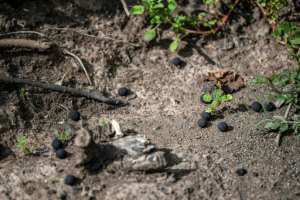 The charcoal dust cover protects the seed inside from being eaten by mice, birds or insects before it germinates.  By TONY KARUMBA (AFP)