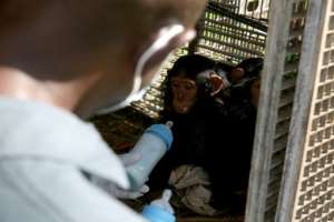 The centre hosts 350 monekys of nince species. By STEEVE JORDAN (AFP)