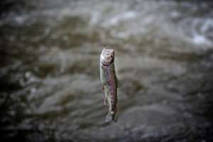 The British introduced trout into Kenya's rivers in the early 1900s.. By LUIS TATO (AFP)