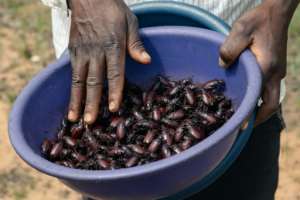 Insects are high in protein and, a plus in a poor country, absolutely free.  By Jekesai NJIKIZANA (AFP)