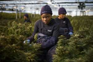 The global market for medical cannabis is currently estimated at $150 billion (135 billion euros) and could reach $272 billion in 2028, according to Barclays Bank. By GUILLEM SARTORIO (AFP)