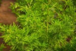 The drink is prepared with artemisia, a plant with proven efficacy in malaria treatment. By RIJASOLO (AFP/File)